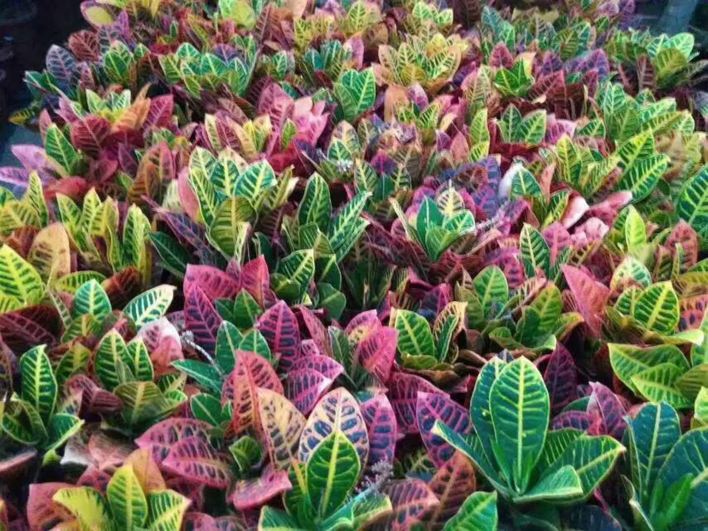 基地綠植類辦公場所室內綠植觀葉類，觀花類，盆景類，多肉植物類齊全均可選擇